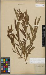 Foto von Salix purpurea L. x Salix viminalis L.